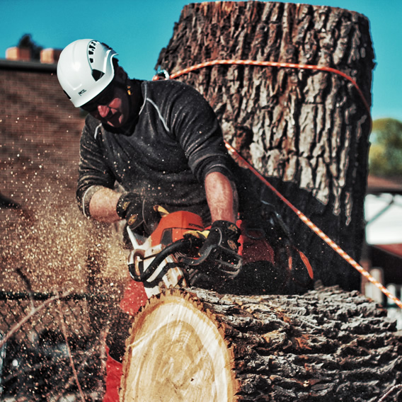 tree service from Utah Trees & Landscaping